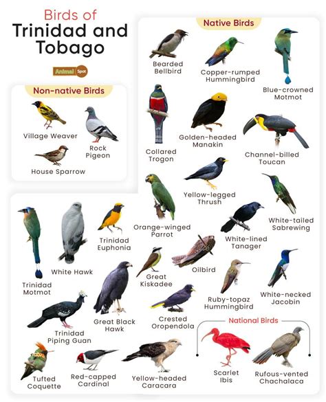Holy See birds name with picture .